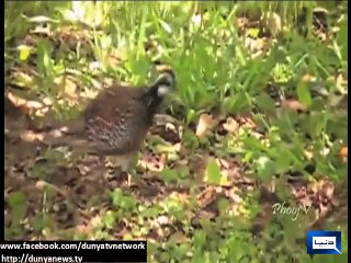 Dunya news-Local bird species becoming extinct due to illegal hunting