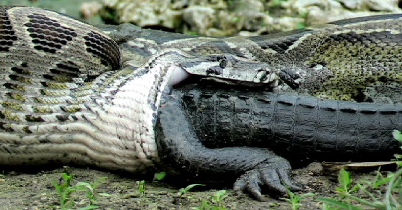 Python Eats Alligator - Crazy To See How Nature Works!