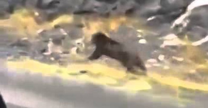 The Reason You Don't Run From A Bear You Can't Out-run It!