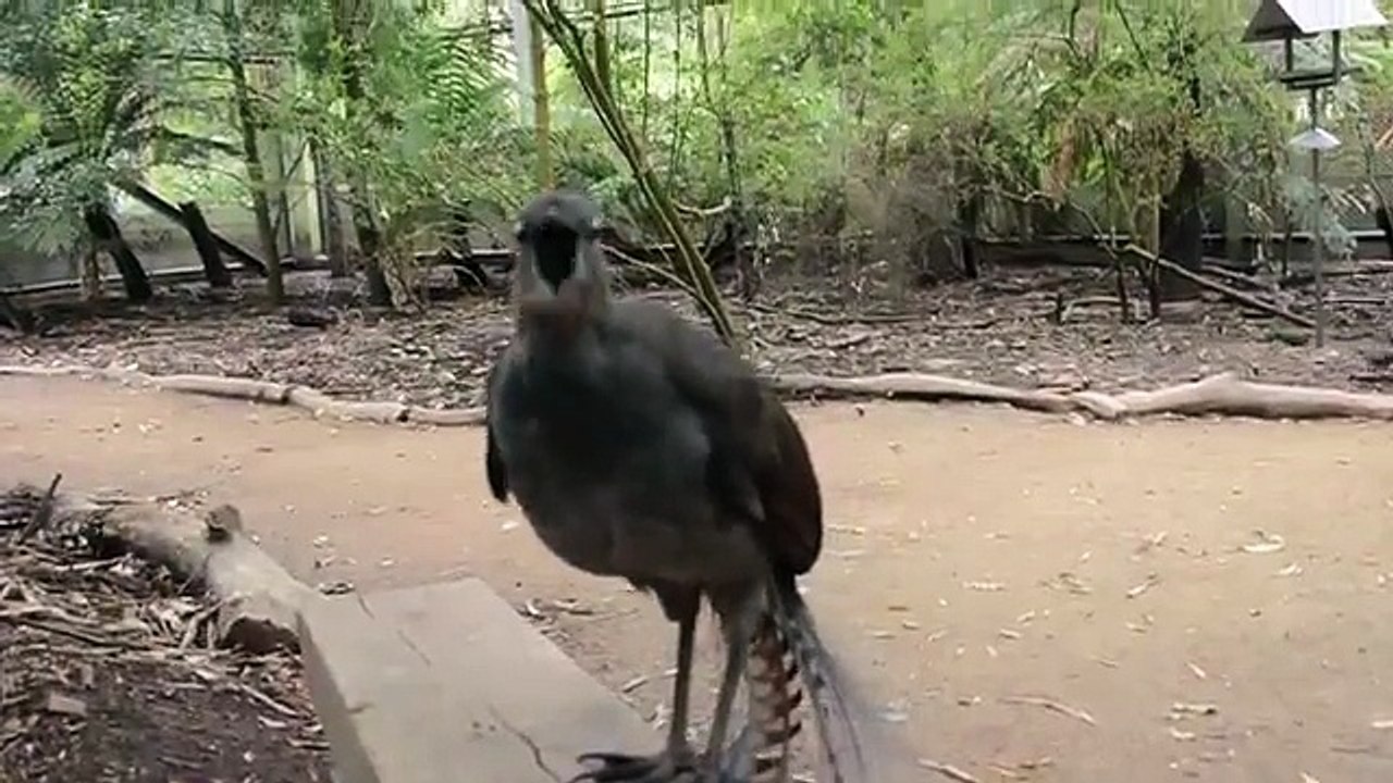 This Bird Is The Voice Behind All Generic Cheap Skegness Guns    