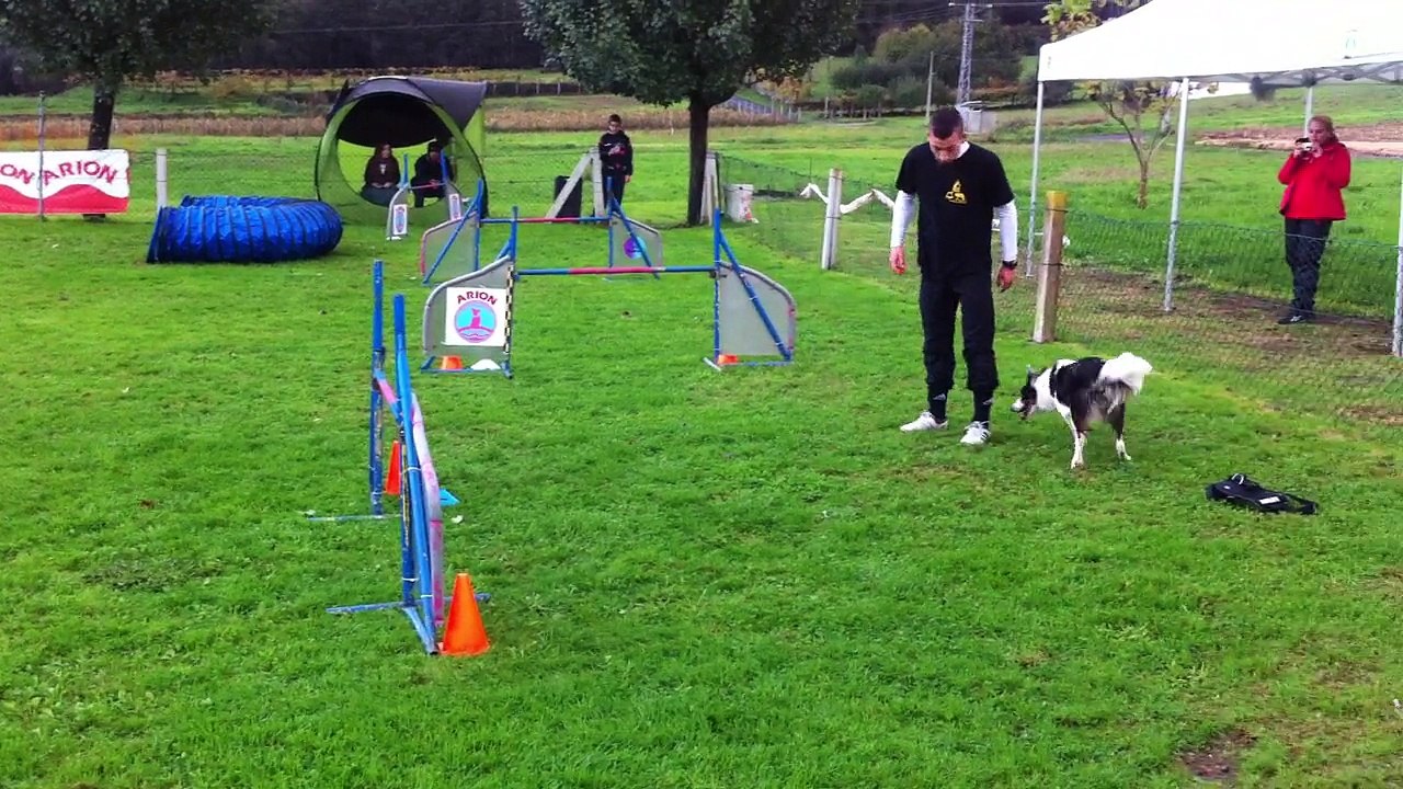 Fernando & Zoe - ESTANDAR Grado 1 - 2ª Manga Prueba Agility RSCE [Sábado 08-11-2014 - Rais - Teo]