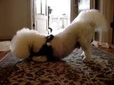 BOOGIE the Bichon frise - Dancing