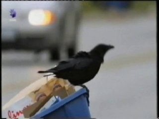 Cuervos: Memoria y comunicacion