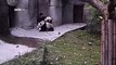 Ce soigneur a du mal à faire son travail avec ces adorables pandas !