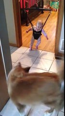 Dog Teaching Cute Baby    How To Jump