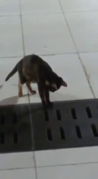 Un chat futé chasse la souris!