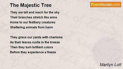 Marilyn Lott - The Majestic Tree