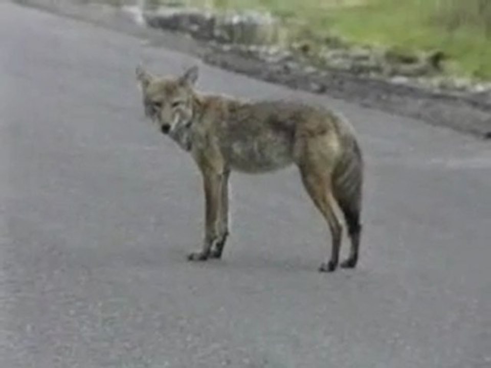 Coyote, Yellowstone National Park, Wyoming, USA