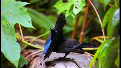 Our Incredible Beautiful World      Amazing Nature Footage And Music