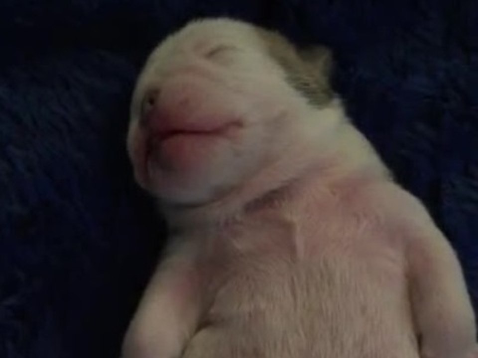 Precious Bulldog puppy dreaming