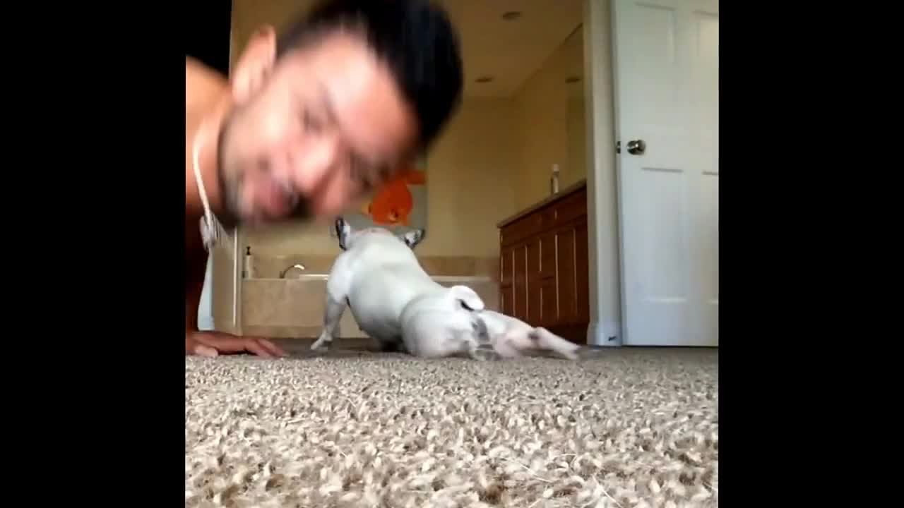 Dog doing push-ups with his owner