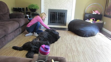 Newfoundland dog demands a belly rub