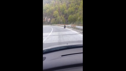 Bear caught running along highway in Macedonia