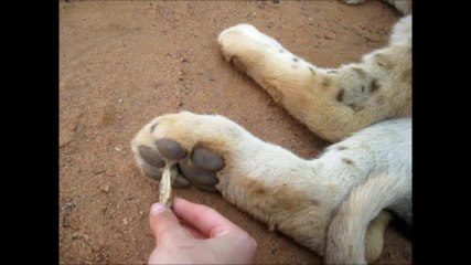 Tickling an adorable lion cub
