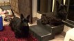 Scottish Terriers listening to cat sounds
