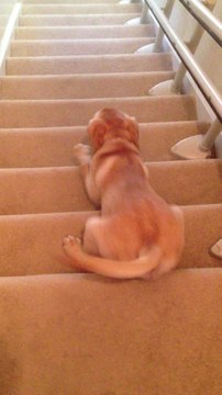 Labrador puppy slides down stairs