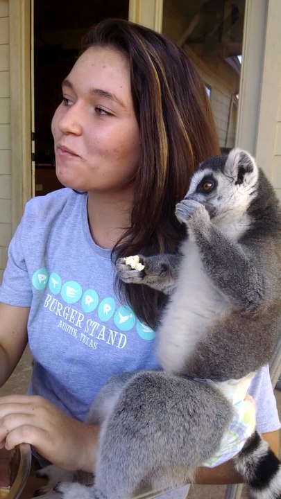 Koko the lemur eating popcorn