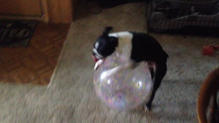 Boston Terrier uses ball to walk in reverse