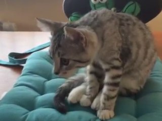 Cat shows off Yoga pose