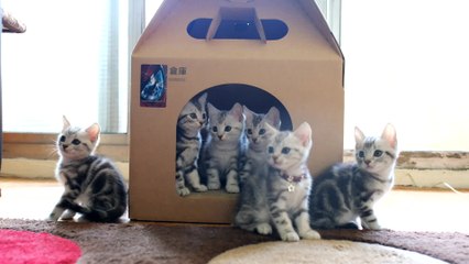 Adorable kittens turn heads in sync