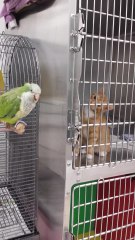 Adorable kitten can't take his eyes off a bird