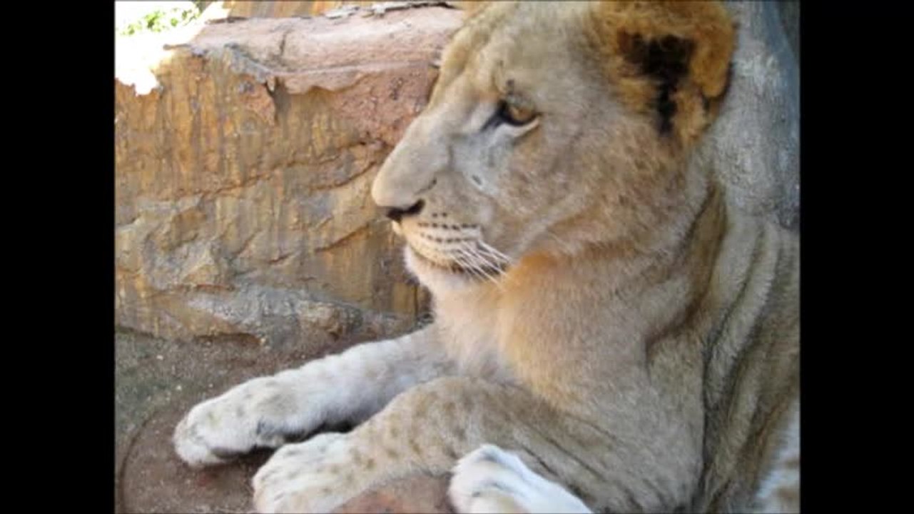 Playing with an adorable lion cub