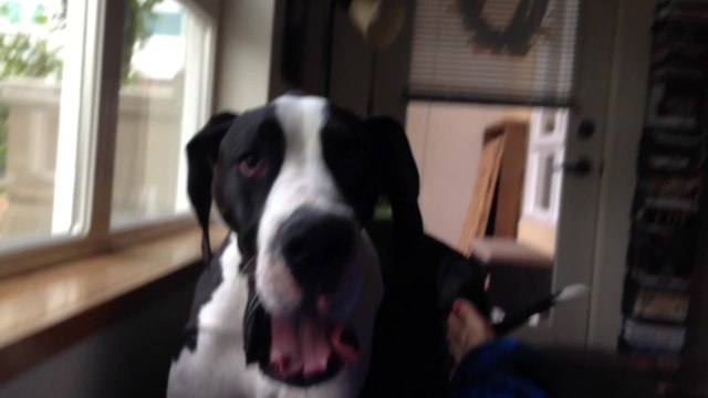 Great Dane dog sad he can't go out and play