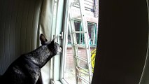 Dog unlocks window, sneaks out of house