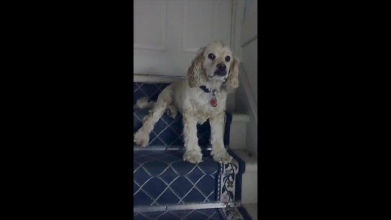 Camera shy dog blocks the staircase