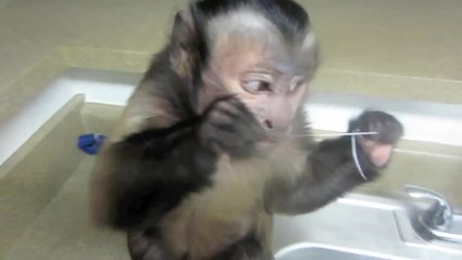 Responsible monkey flosses teeth