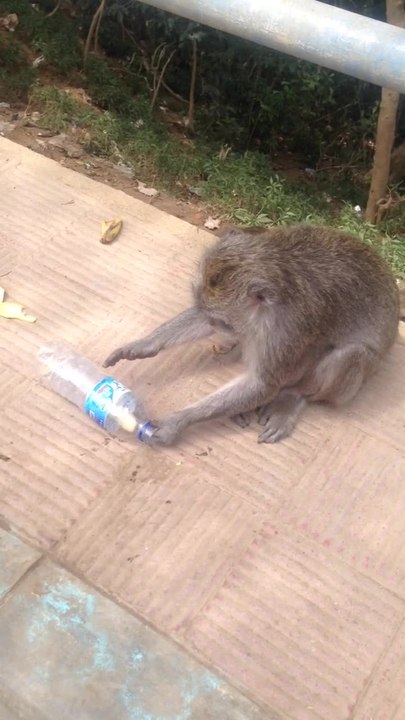 Monkey successfully removes banana from bottle