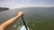 Whale hits paddle boarder in San Francisco Bay