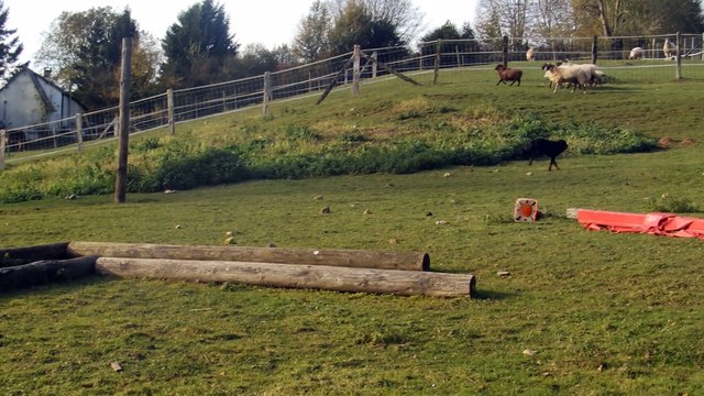 PB110002 Gadji au troupeau avec ses brebis !!