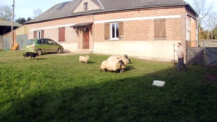 PB110003  Gadji avec ses brebis !!!!