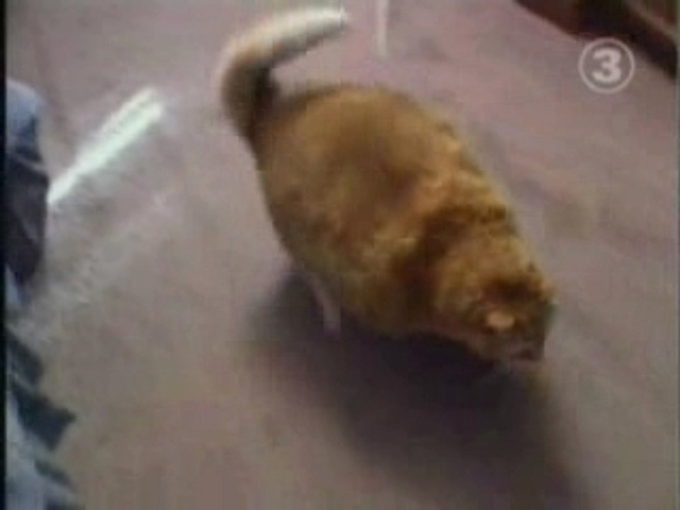 le plus gros chat du monde