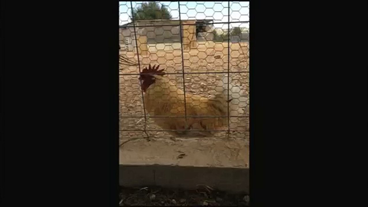 Un coq enroué, c'est normal c'est l'hiver