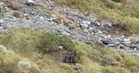 Can You Guess What Is Hiding In This Bush