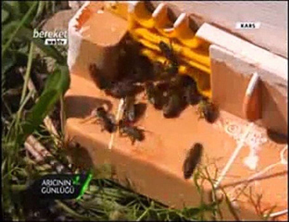 Bal Arıcılığı - Gümüşhane ve Bayburt Arıcıları, Bayburt Balı- 1. Bölüm