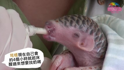 Bébé Pangolin né au zoo de Taipei