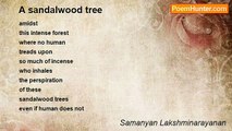 Samanyan Lakshminarayanan - A sandalwood tree