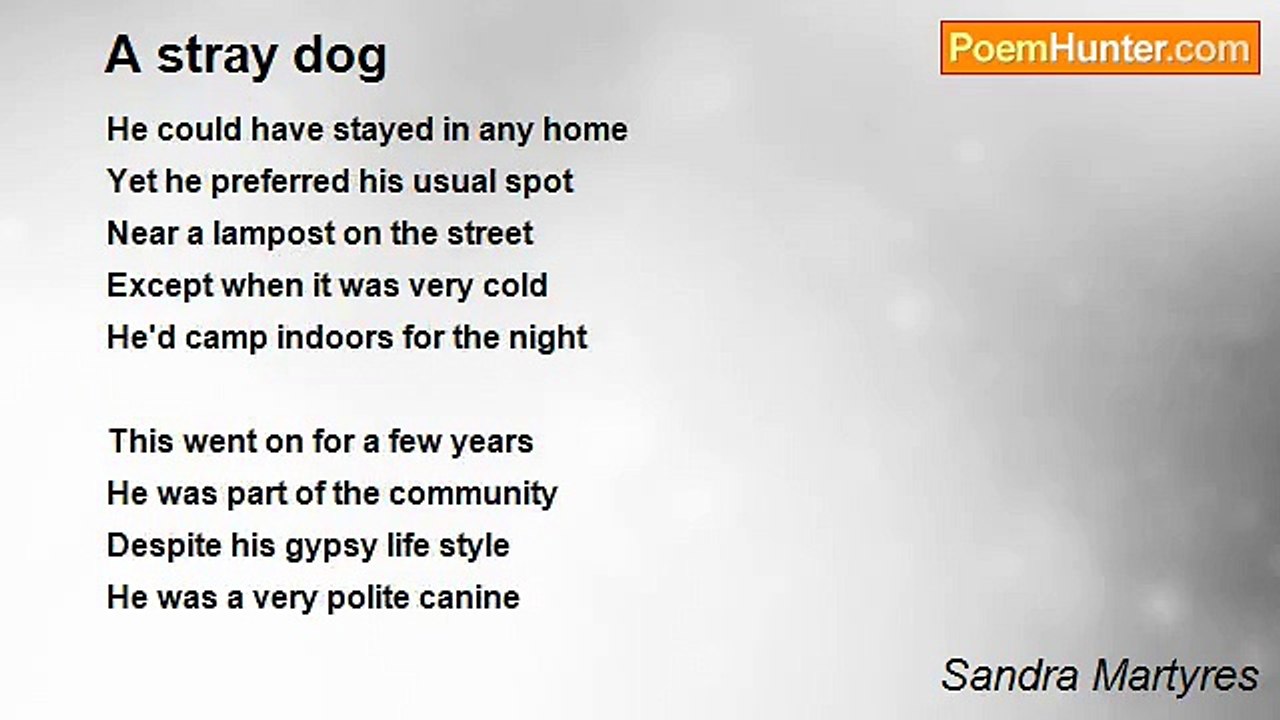 Sandra Martyres - A stray dog