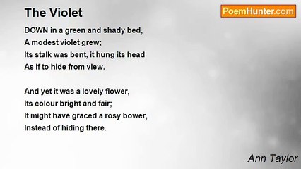 Ann Taylor - The Violet