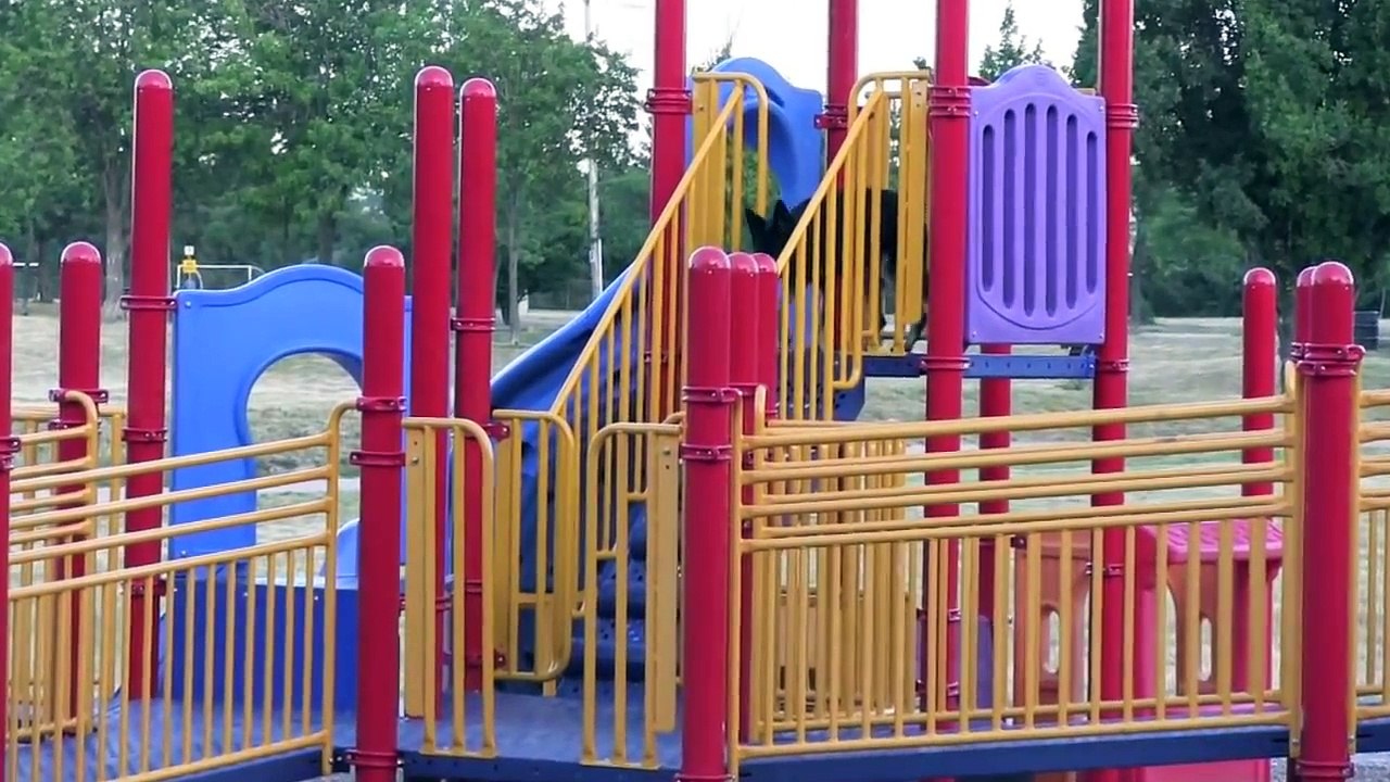 OMBRA CC PROTECTION DOGS BREEDING DOG | CCPROTECTIONDOGS.COM