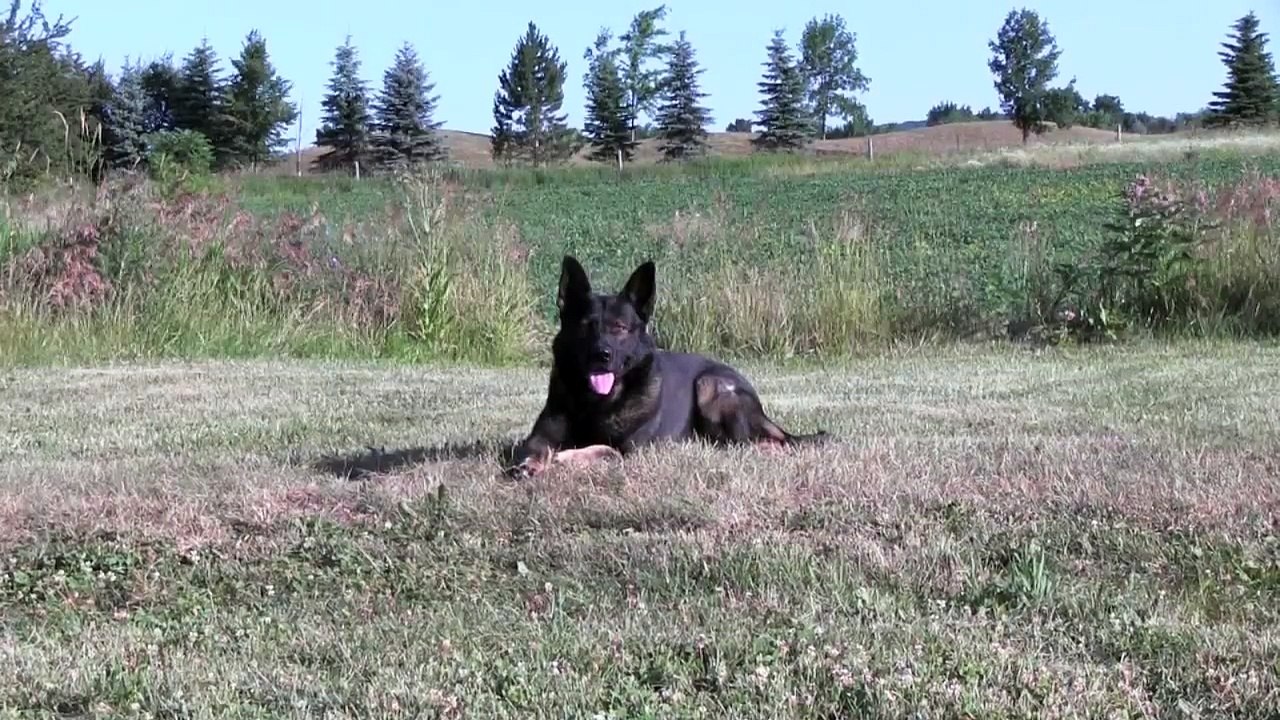 CC PROTECTION DOGS STUD DOG GANDHI | CCPROTECTIONDOGS.COM