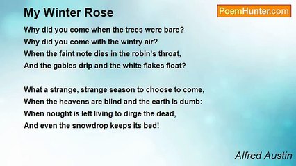 Alfred Austin - My Winter Rose