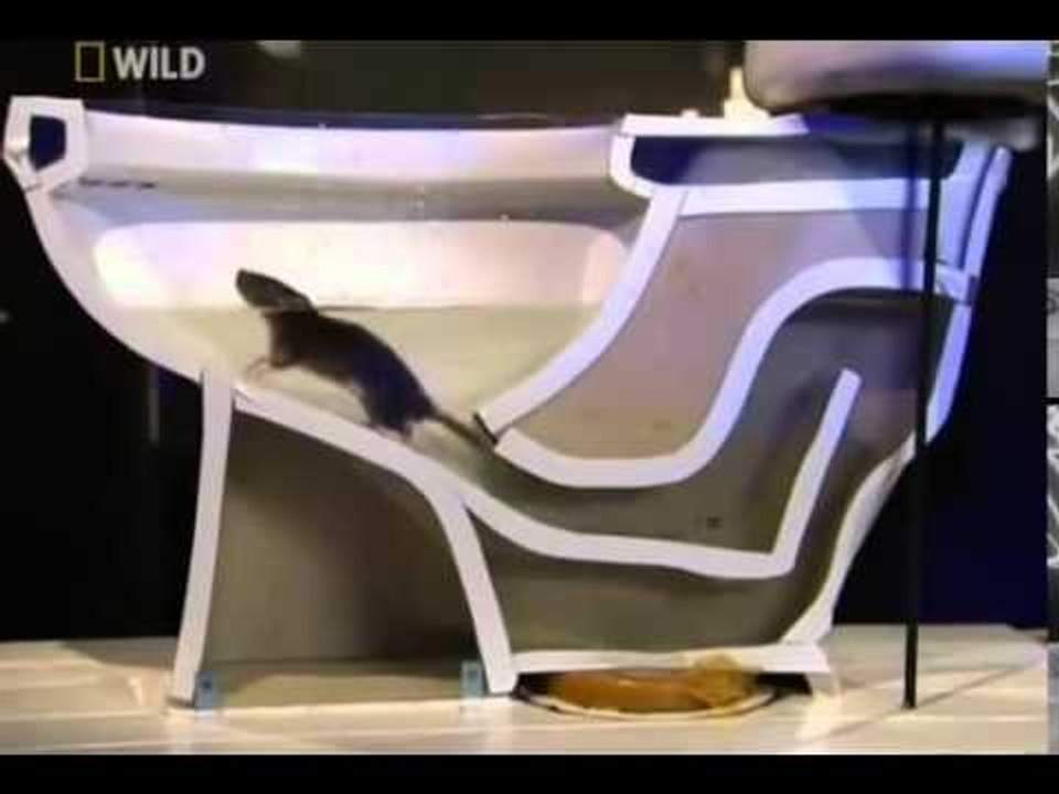 Comment les rats arrivent dans vos toilettes