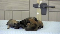 CC PROTECTION DOGS BELGIAN MALINOIS PUPPIES AT 3 DAYS | CCPROTECTIONDOGS.COM