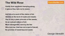 George Meredith - The Wild Rose