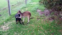 Kangaroo And Dog Showing Their Love For Each Other - Awesome!