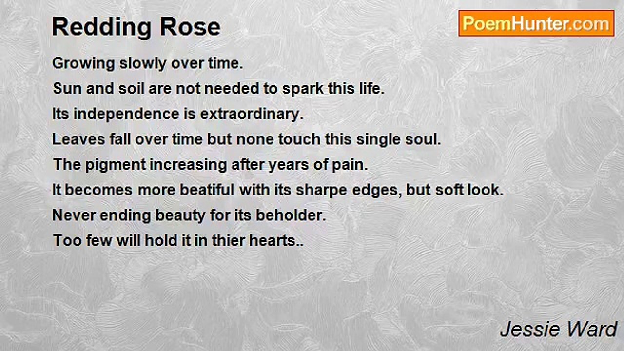 Jessie Ward - Redding Rose